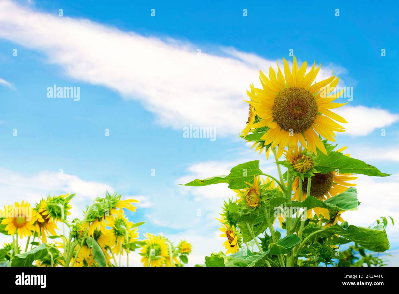 Sunflowers against blue sky without people Stock Photo