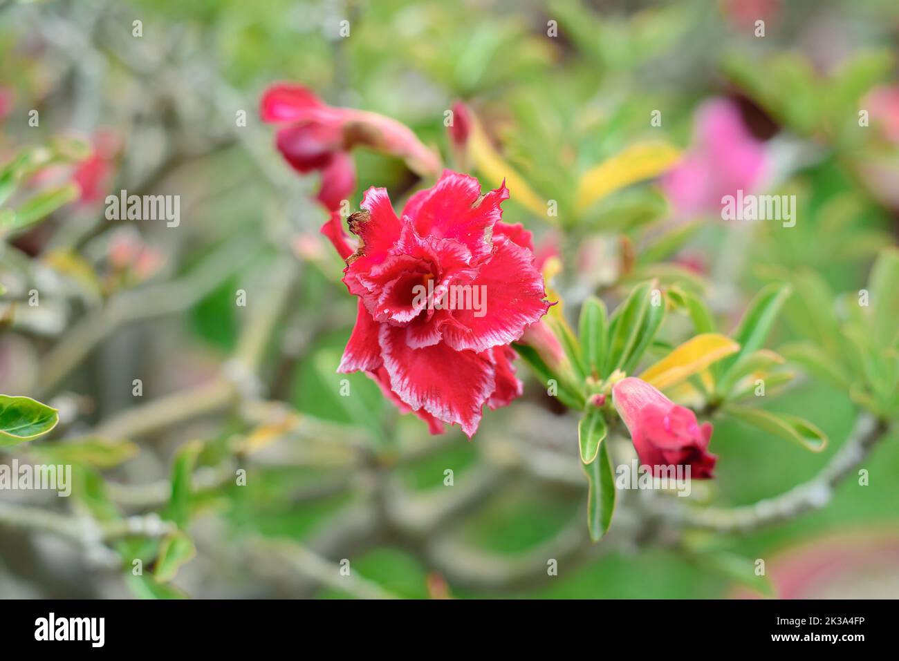 Many flowers of Adenium obesum close up Stock Photo