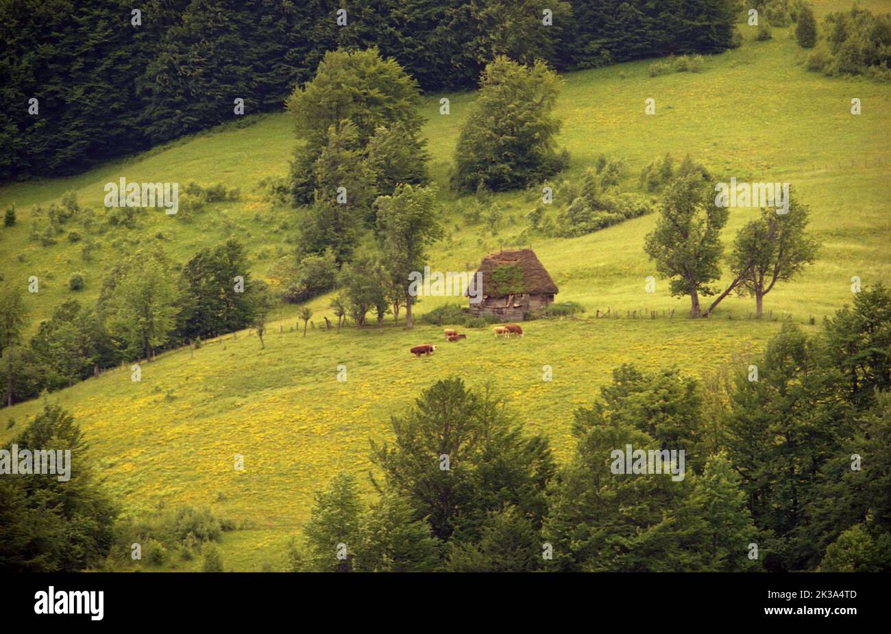 Poșaga, Alba County, Romania, approx. 1999. Pasture in the Apuseni Mountains, with cows grazing by a traditional thatched straw roof shed. Stock Photo