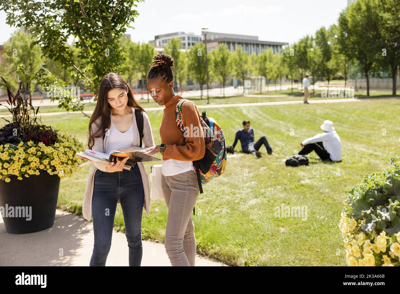 Young female college students looking at textbook on sunny campus Stock