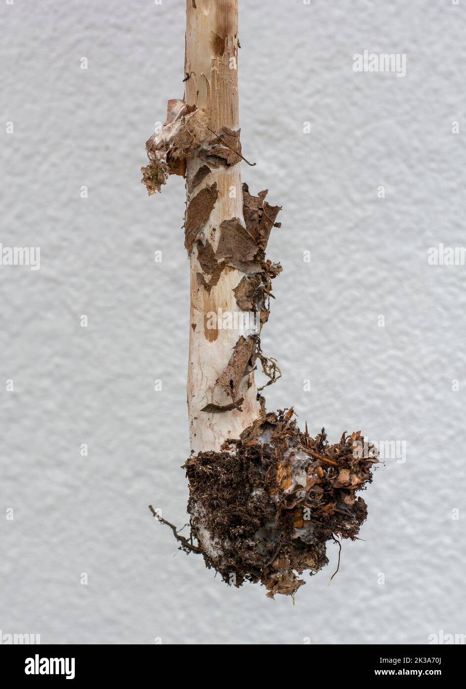Procera Root Rot Root of Parasol mushroom (Macrolepiota procera) . Close up. Detail ...