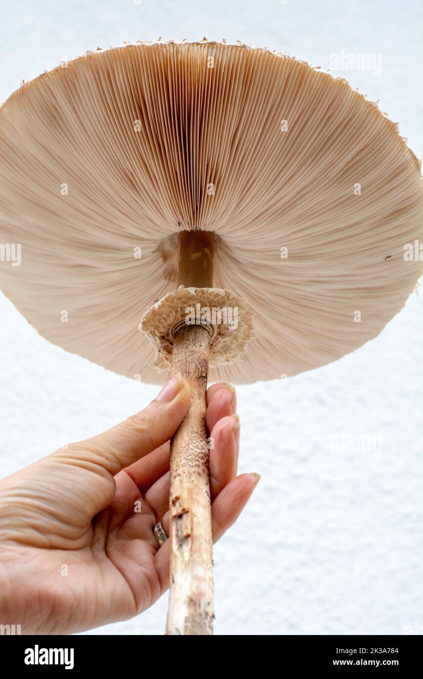 Woman holding Parasol mushroom (Macrolepiota procera) in her hand. Close up. Detail. Stock Photo