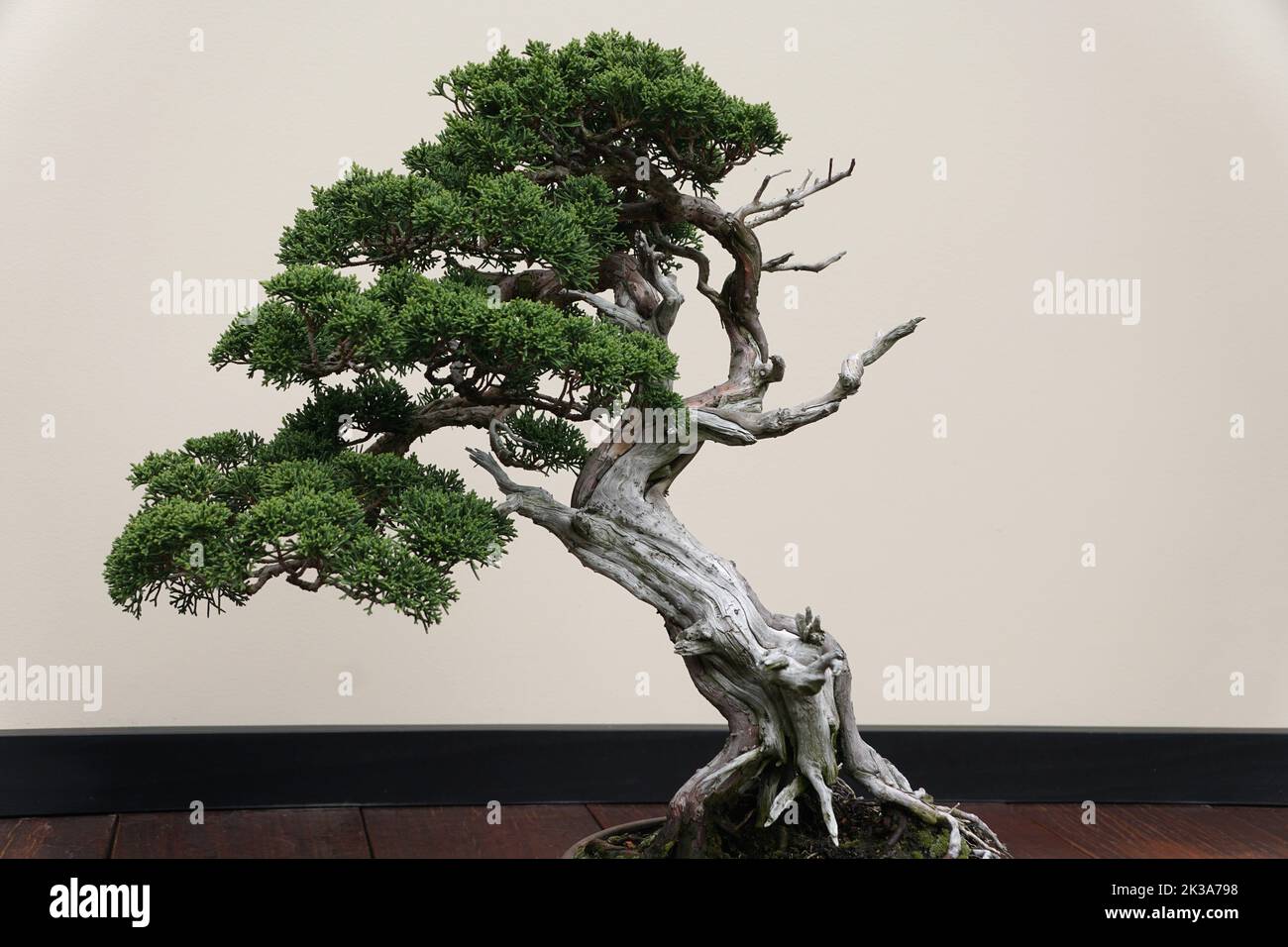 A beautiful and trained Sargent Juniper bonsai tree with green leaves Stock Photo