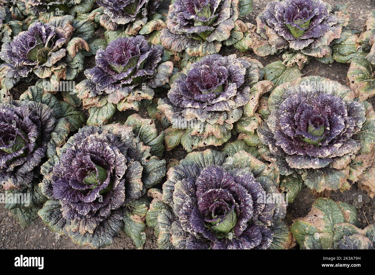 A row of dried and crispy Chinese cabbage 'Miss Hong' after a cold front in the Fall Stock Photo