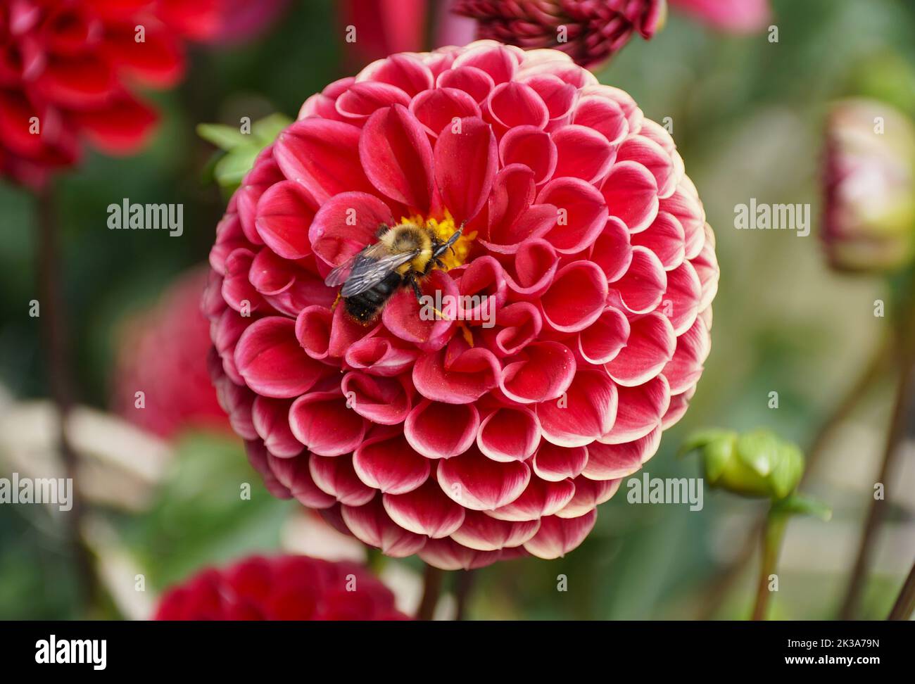 Close up of a bee pollinating a red laciniated Dahlia flower Stock Photo