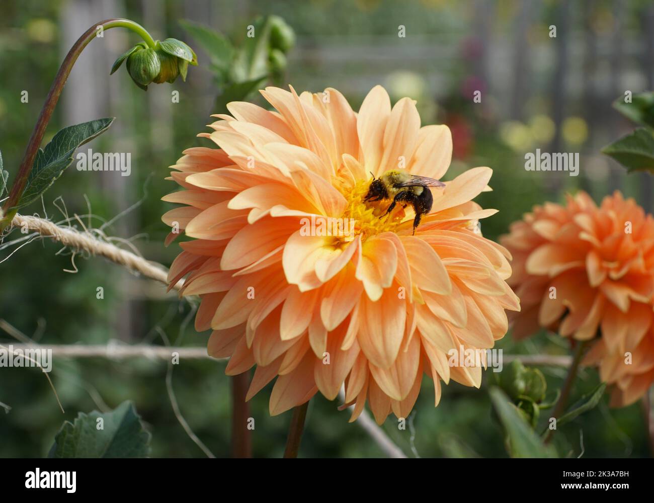 Close up of a bee pollinating a peach color Dahlia flower Stock Photo