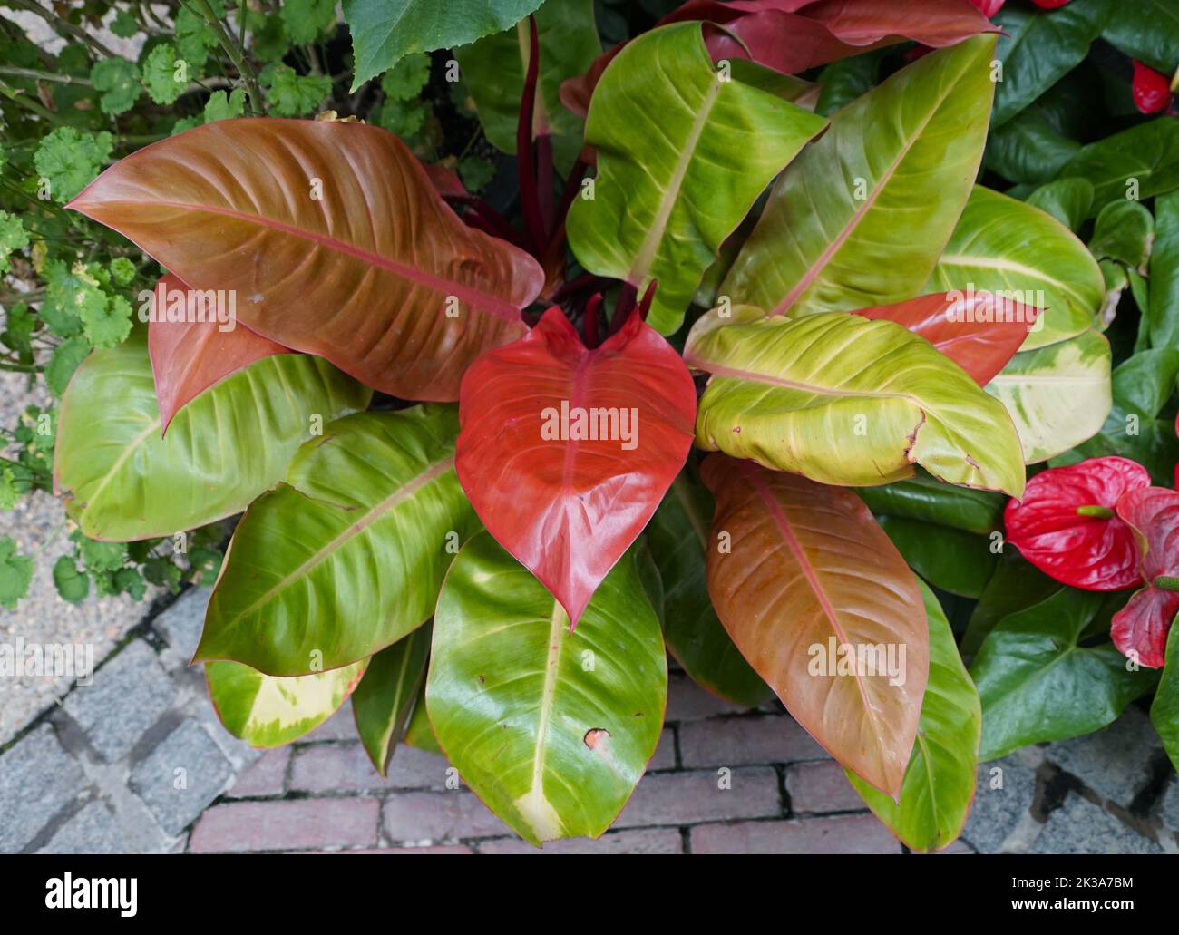 The colorful leaves of Philodendron Prince of Orange, a popular tropical plant Stock Photo