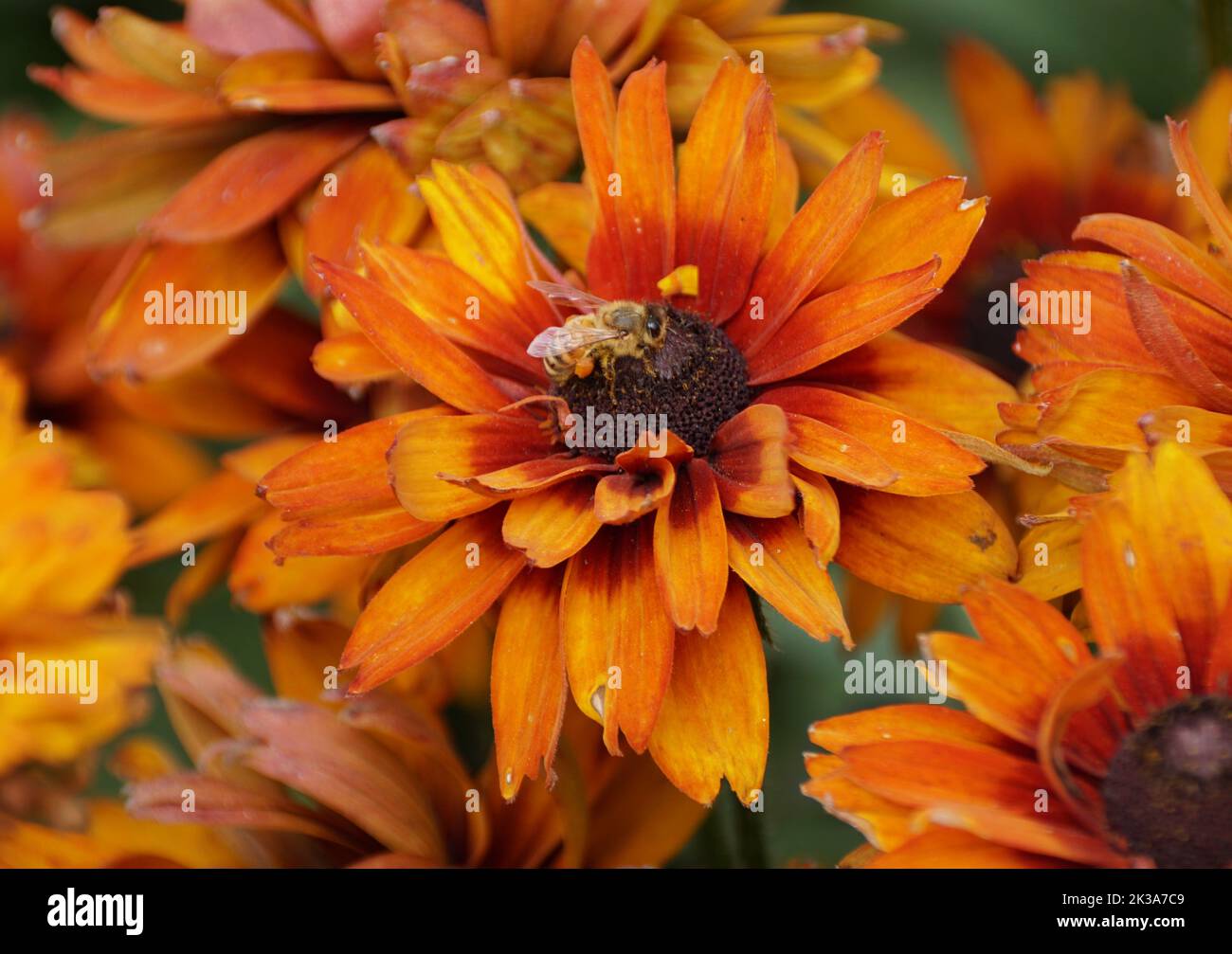 Close up of a bee pollinating a Cherokee Sunset Rudbeckia flower Stock Photo