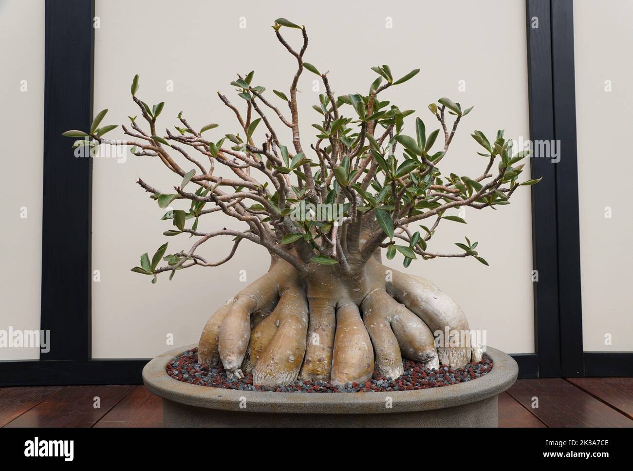 A beautiful and trained Desert Rose bonsai tree with thick bark and green leaves Stock Photo