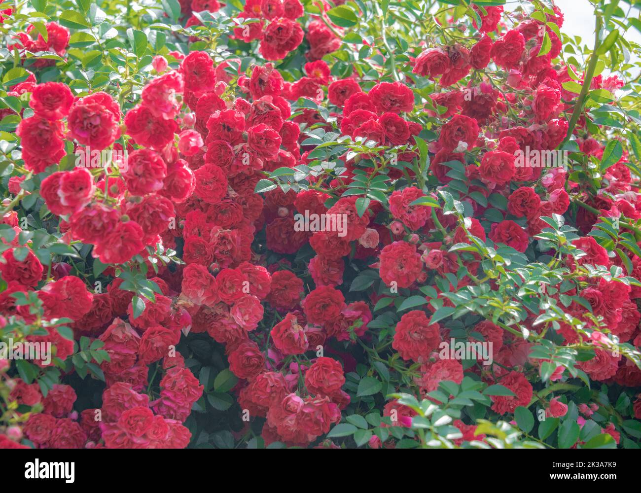 Red Rose Garden of Flower Dance World Scenic Spot in Chengdu, Sichuan Province, China Stock Photo