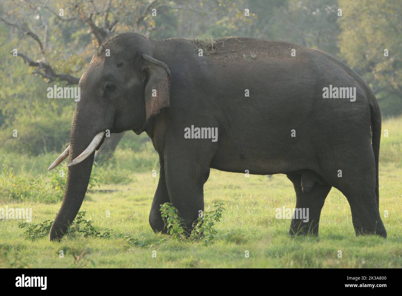 Sri Lankan elephants and tuskers. Stock Photo