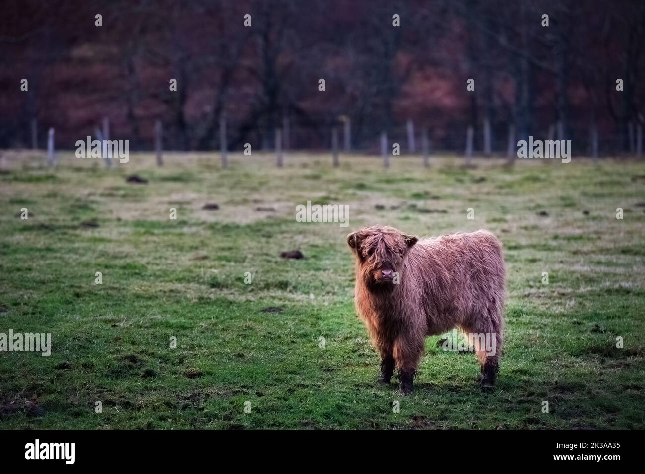 a young hairy scottish highland cow in the meadow Stock Photo - Alamy