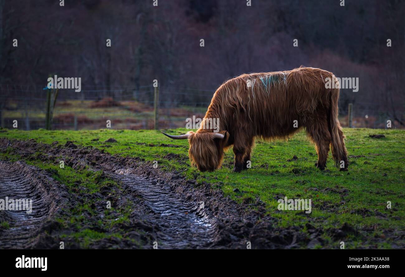 hairy scottish highland cow in the meadow eating grass Stock Photo - Alamy