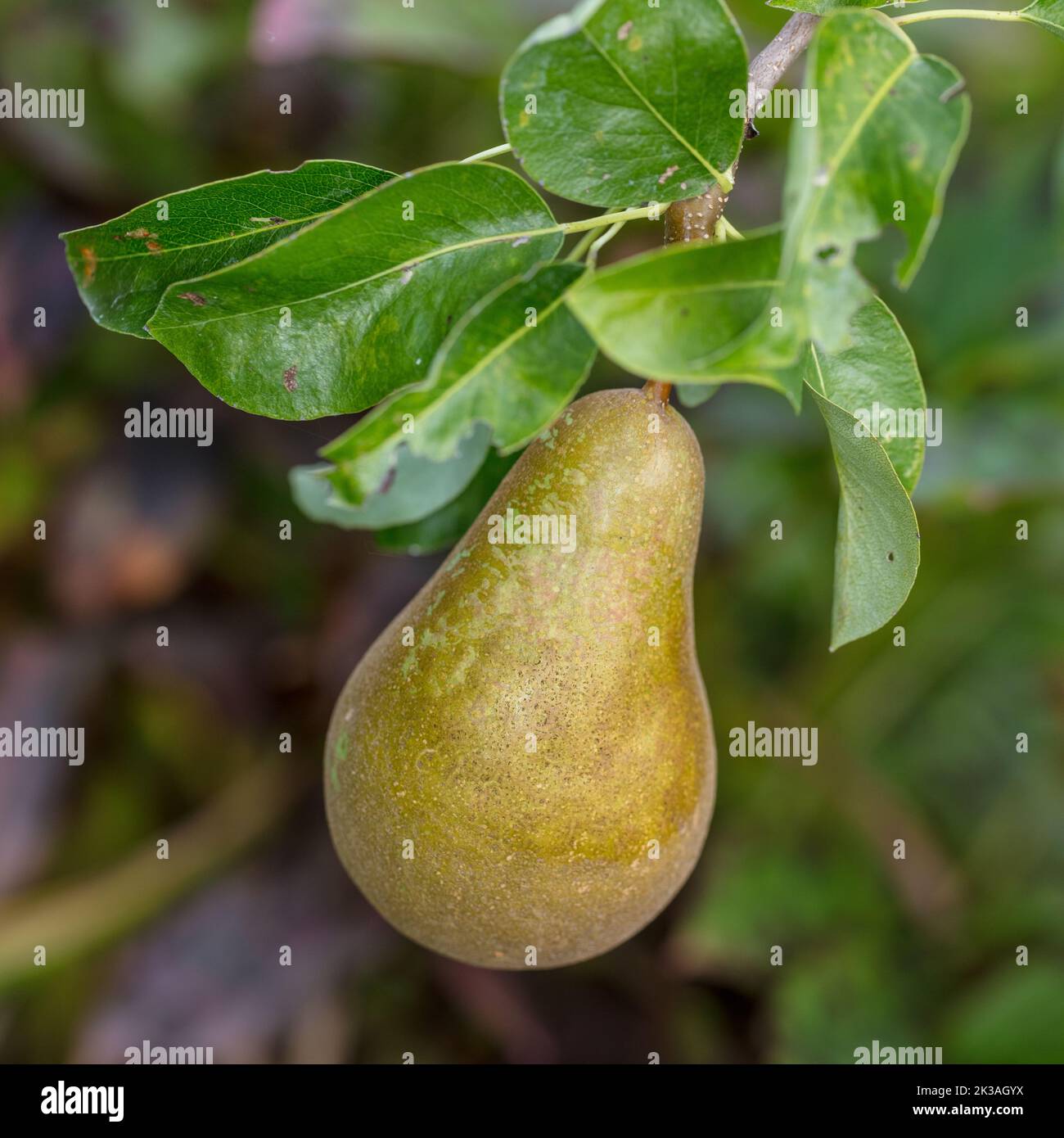 'Conference' European pear, Päron (Pyrus communis) Stock Photo