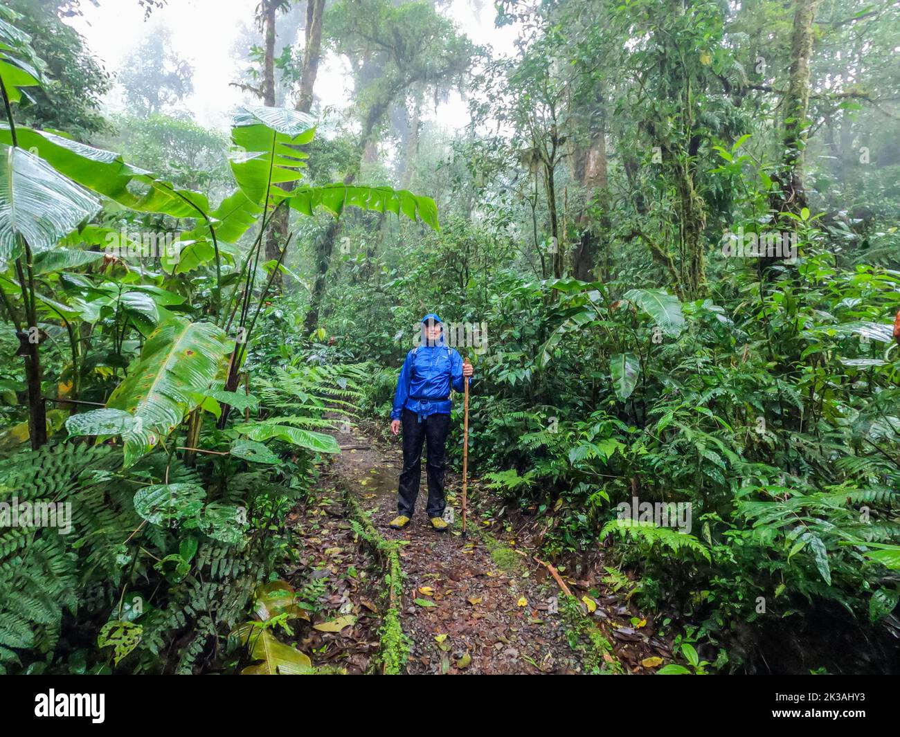 Trekking in the jungle, Gandoca Manzanillo Wildlife Refuge, Costa Rica Stock Photo