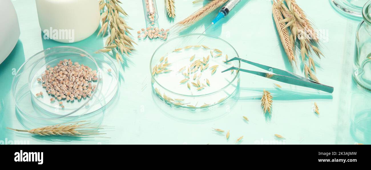 Wheat Lab Testing Analyzing agricultural wheat grains in laboratory. Wheat genetically ...