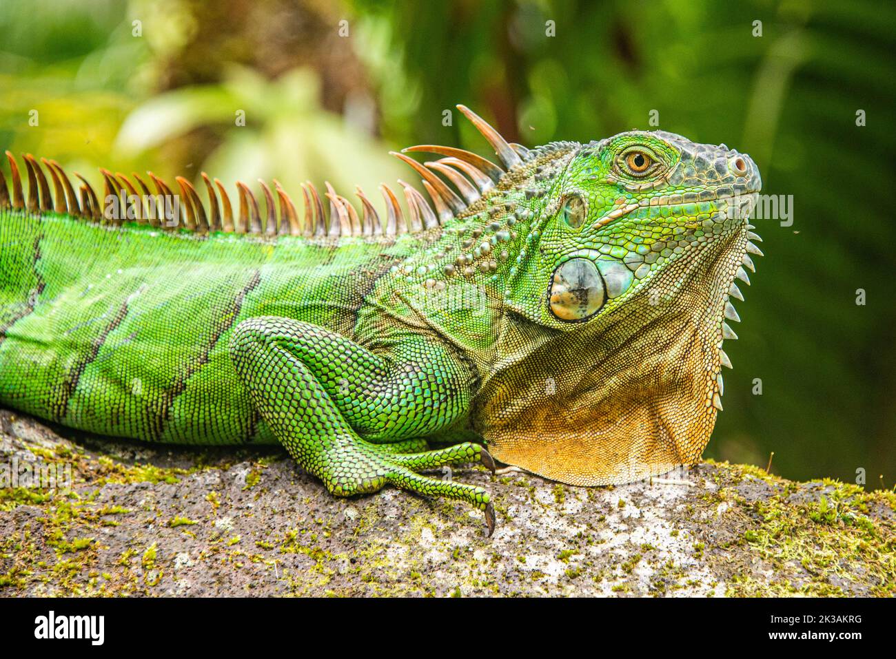 Green iguana, Arenal National Park, La Fortuna, Costa Rica Stock Photo