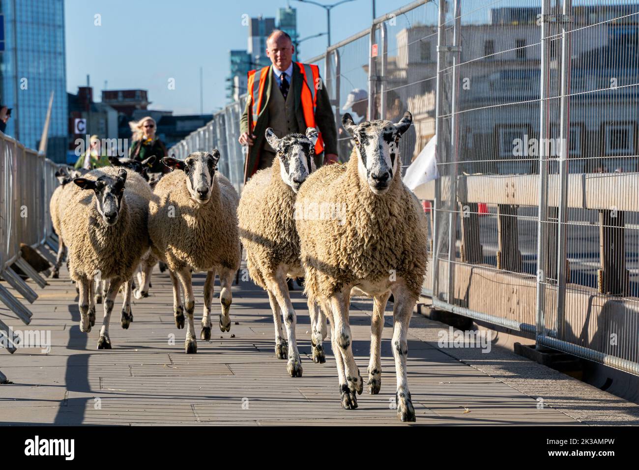 Sheep being walked over London Bridge. The 10th anniversary of The ...