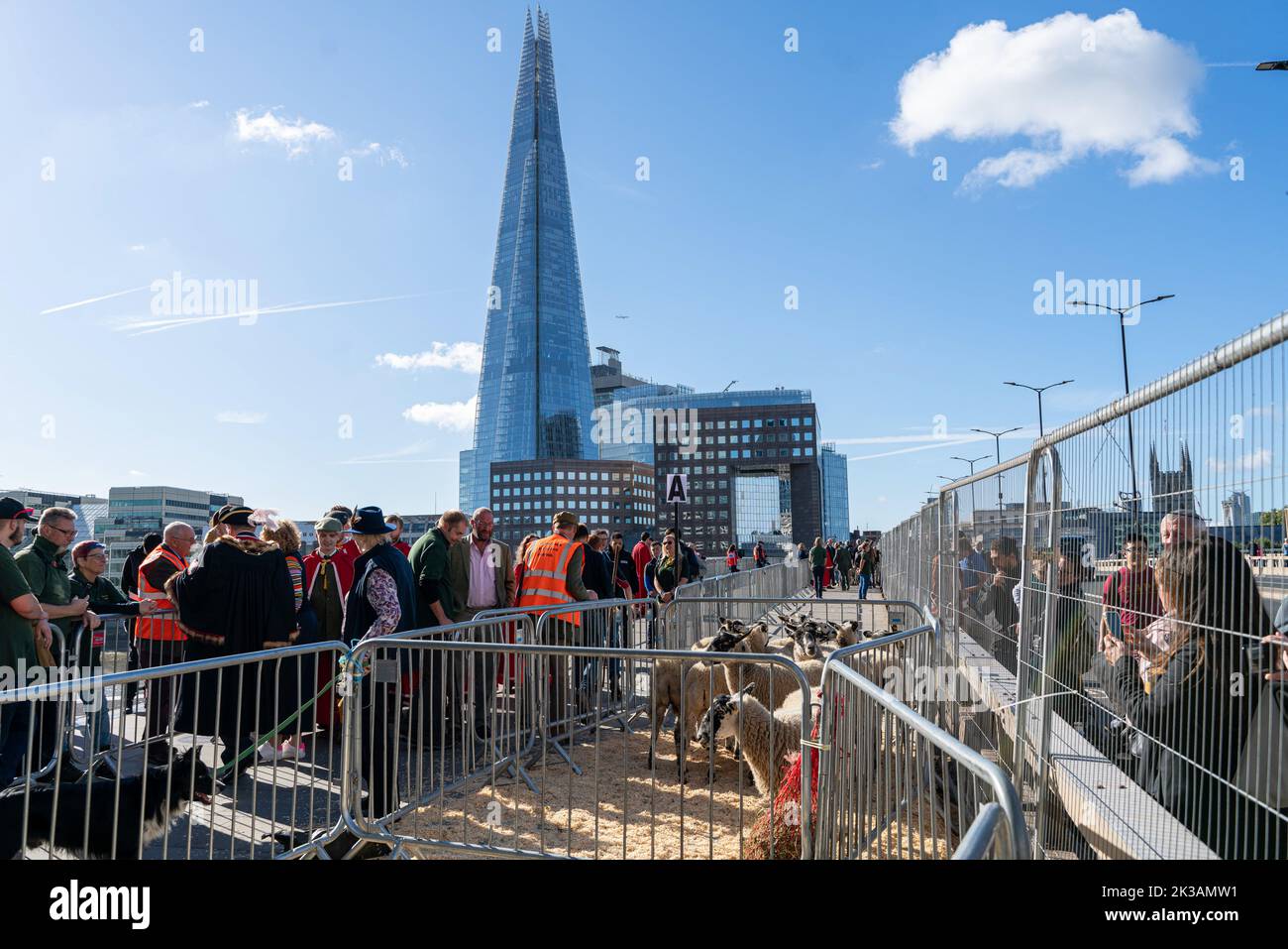 Wide Shot of the London Bridge Sheep Drive with pens of Sheep and The ...
