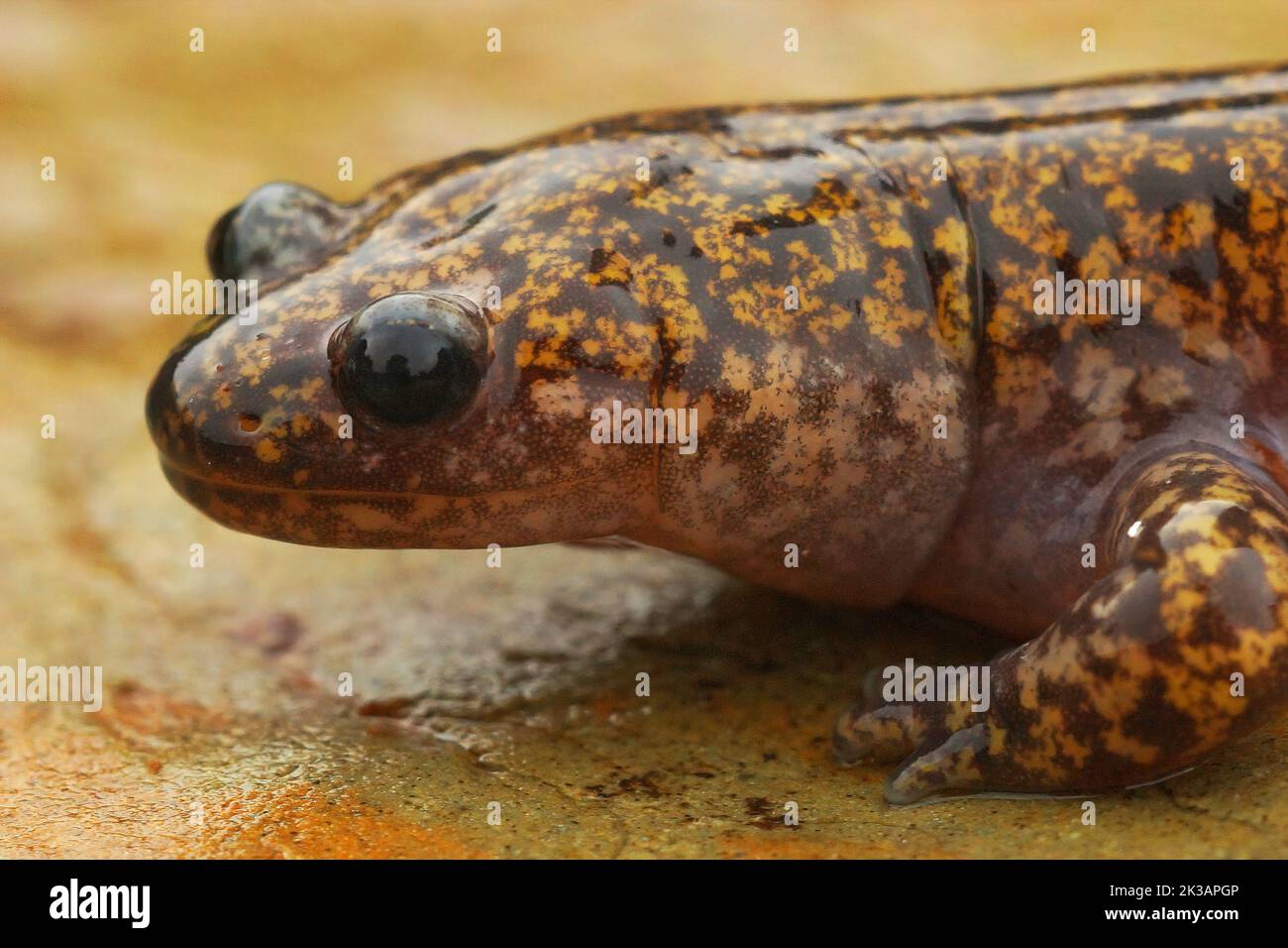 Closeup on a colorful Japanese Hida streamside salamander, Hynobius kimurae sitting on a stone Stock Photo