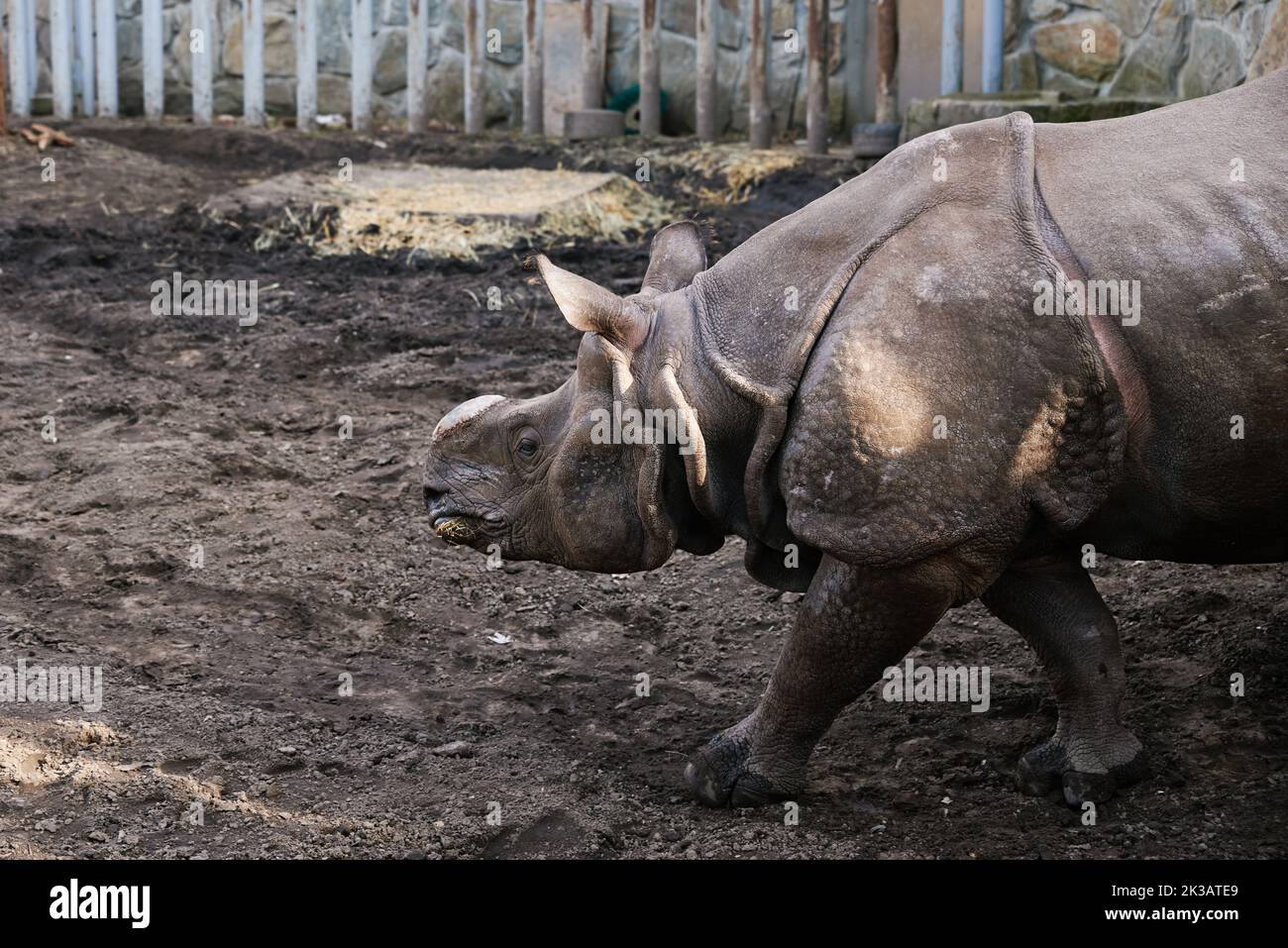 Rhinoceros in Wroclaw Zoo. Indian rhinoceros portrait Stock Photo - Alamy