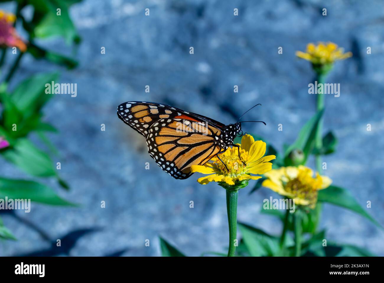 Close up view of a monarch butterfly feeding on a yellow marigold or zinnia flower in a sunny garden, with defocused background Stock Photo