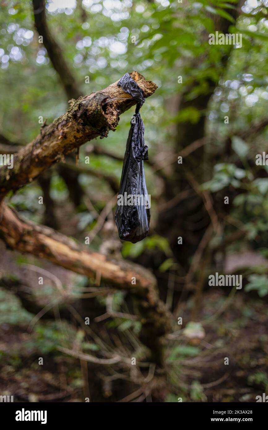 Discarded black dog poo bag, left hanging on a tree branch on Wimbledon Common, London Stock Photo