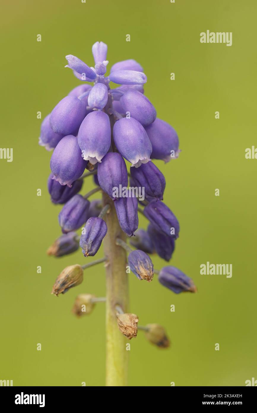 Closeup on a pretty blue grape hyacinth, Muscari botryoides against a green background in the garden Stock Photo