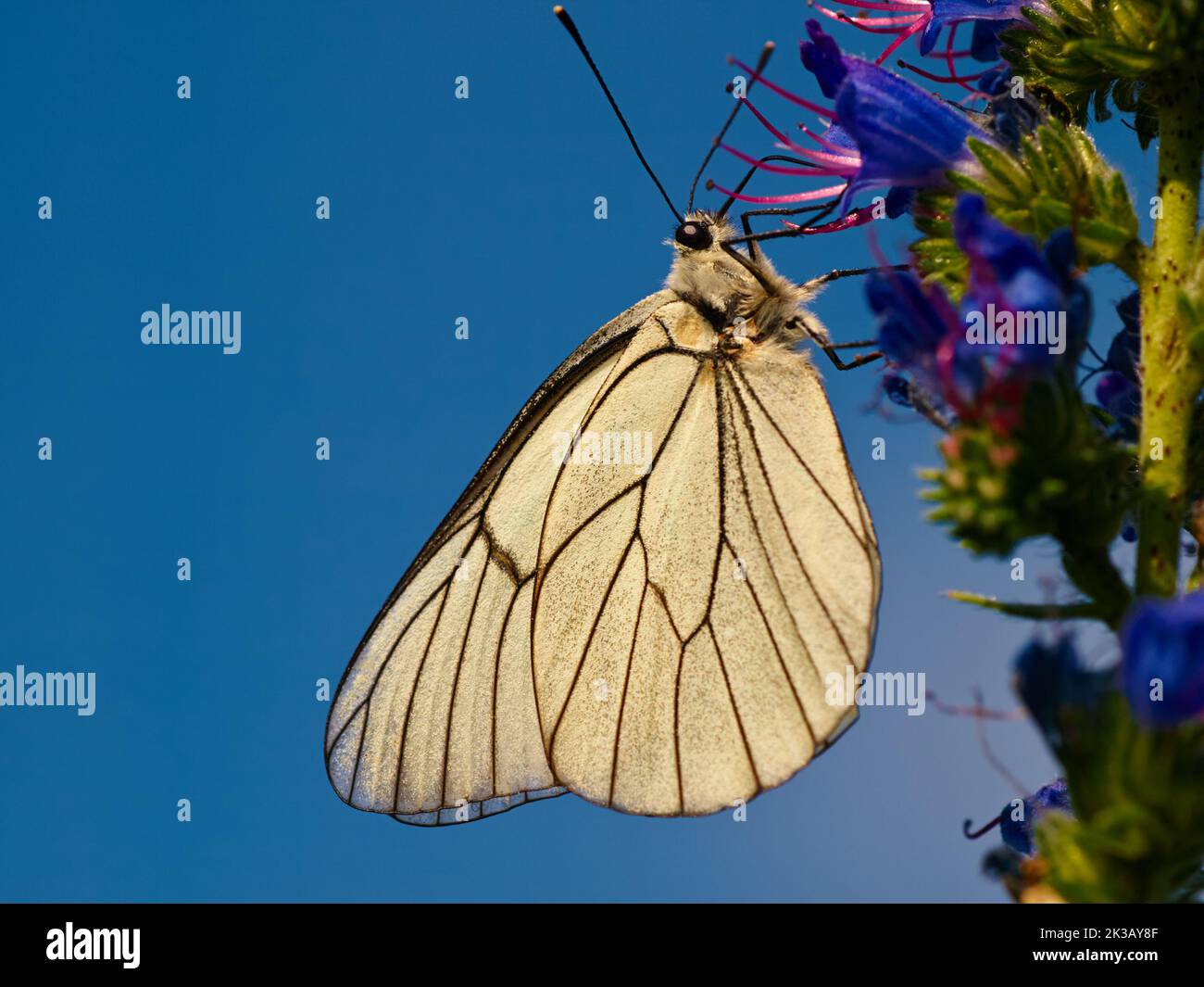Beautiful butterfly. A butterfly drinking nectar from a flower Stock