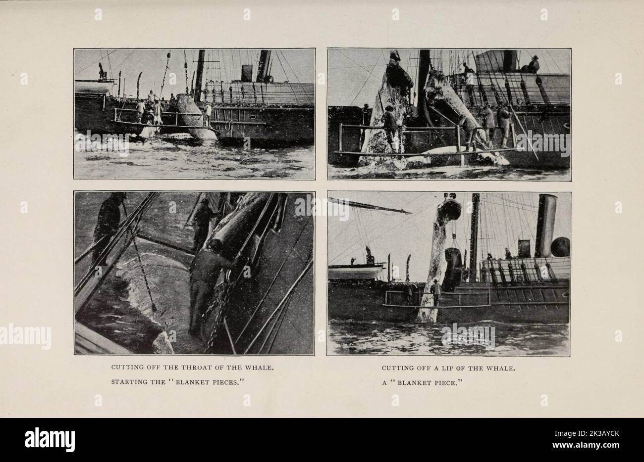Butchering a whale on a whaler ship from the Article The Whaling Industry By Herbert L. Aldrich from The Engineering Magazine DEVOTED TO INDUSTRIAL PROGRESS Volume VIII April to September, 1895 NEW YORK The Engineering Magazine Co Stock Photo
