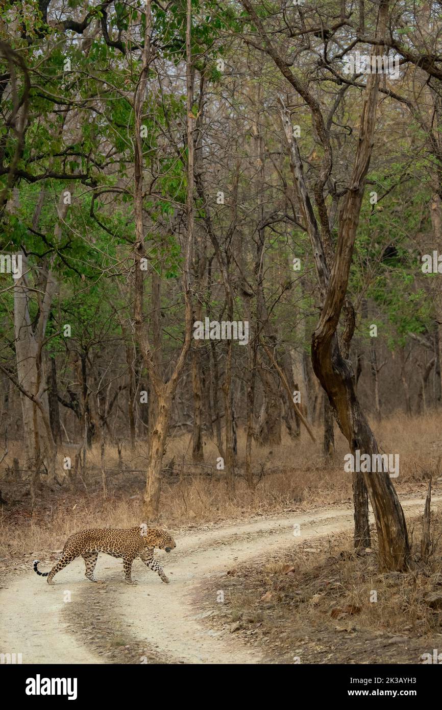 A male Indian leopard crossing a safari trail on an early summer morning at Panna National Park, Madhya Pradesh, India Stock Photo