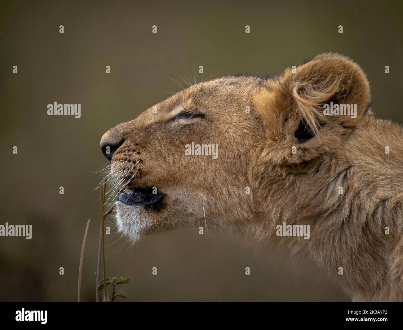 Lion head side profile hi-res stock photography and images - Alamy