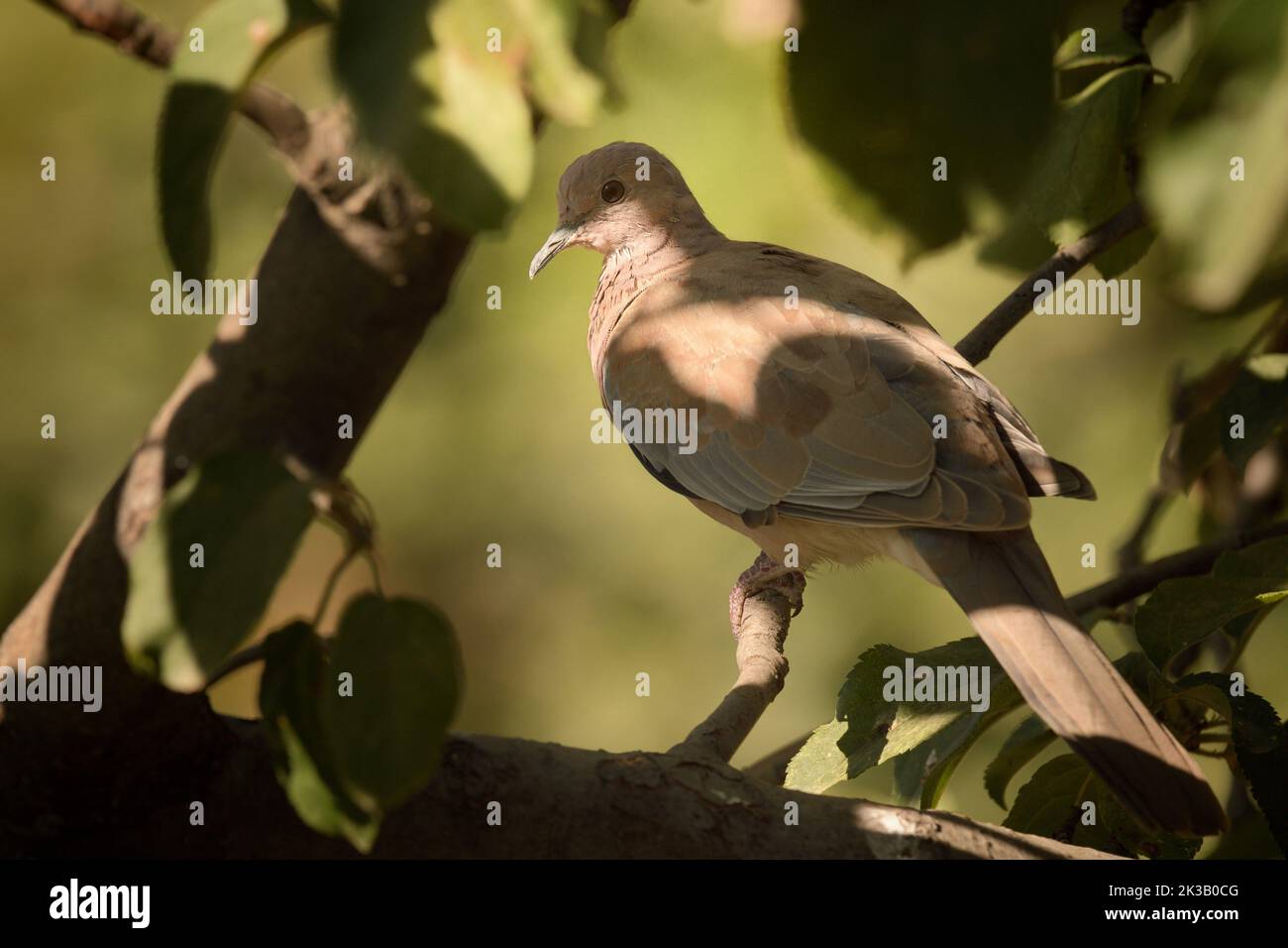 The laughing dove Stock Photo