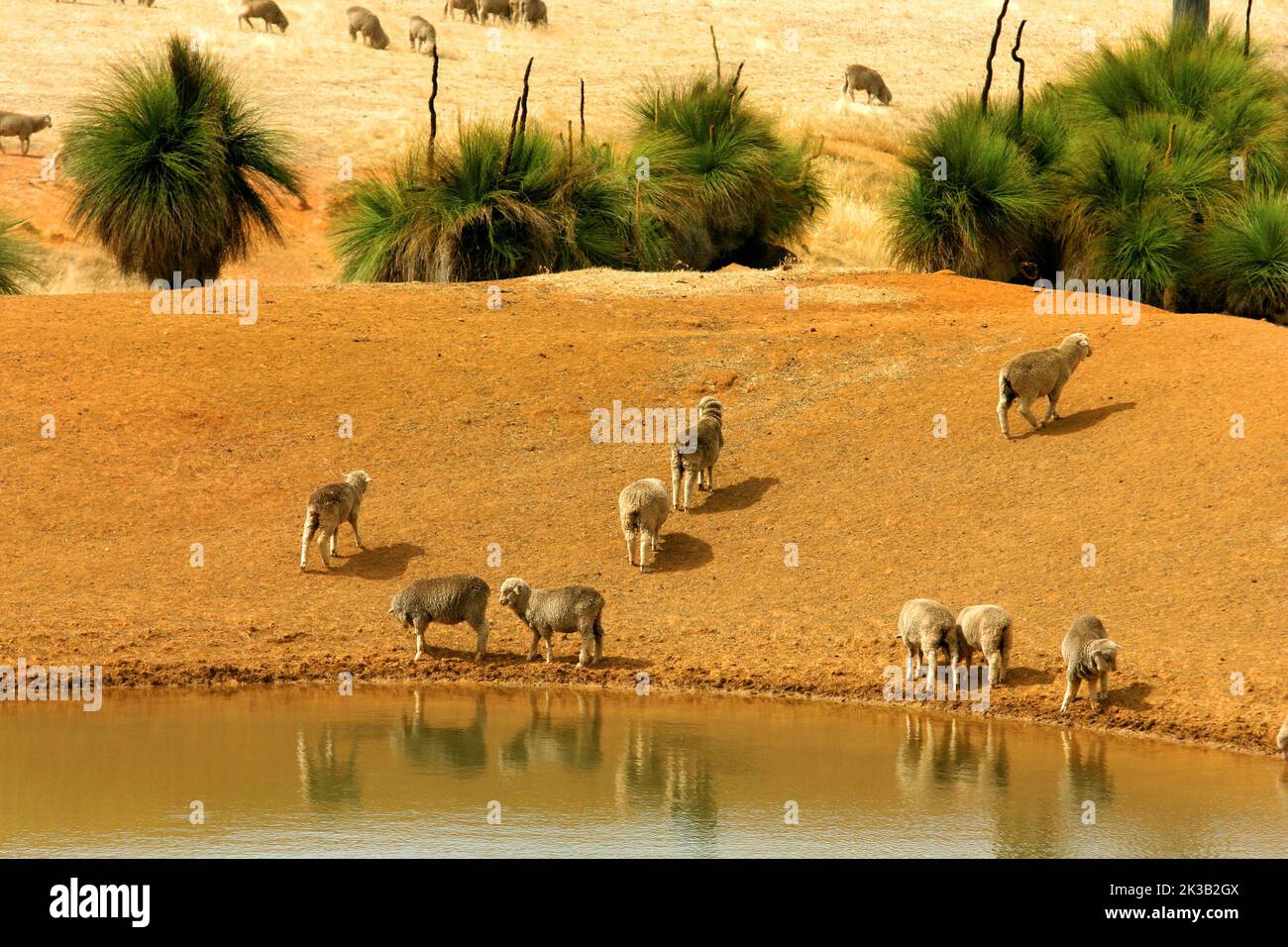 Australian sheep on farmland,  great southern district,  Southwest Australia Stock Photo