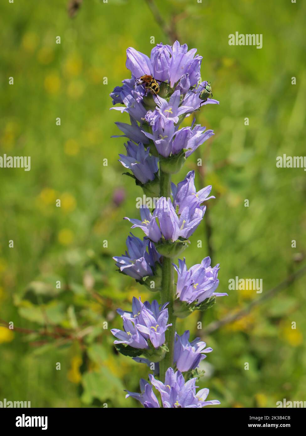 Violet flowers of Campanula cervicaria at Mokra Gora (Tutin) in south western Serbia Stock Photo