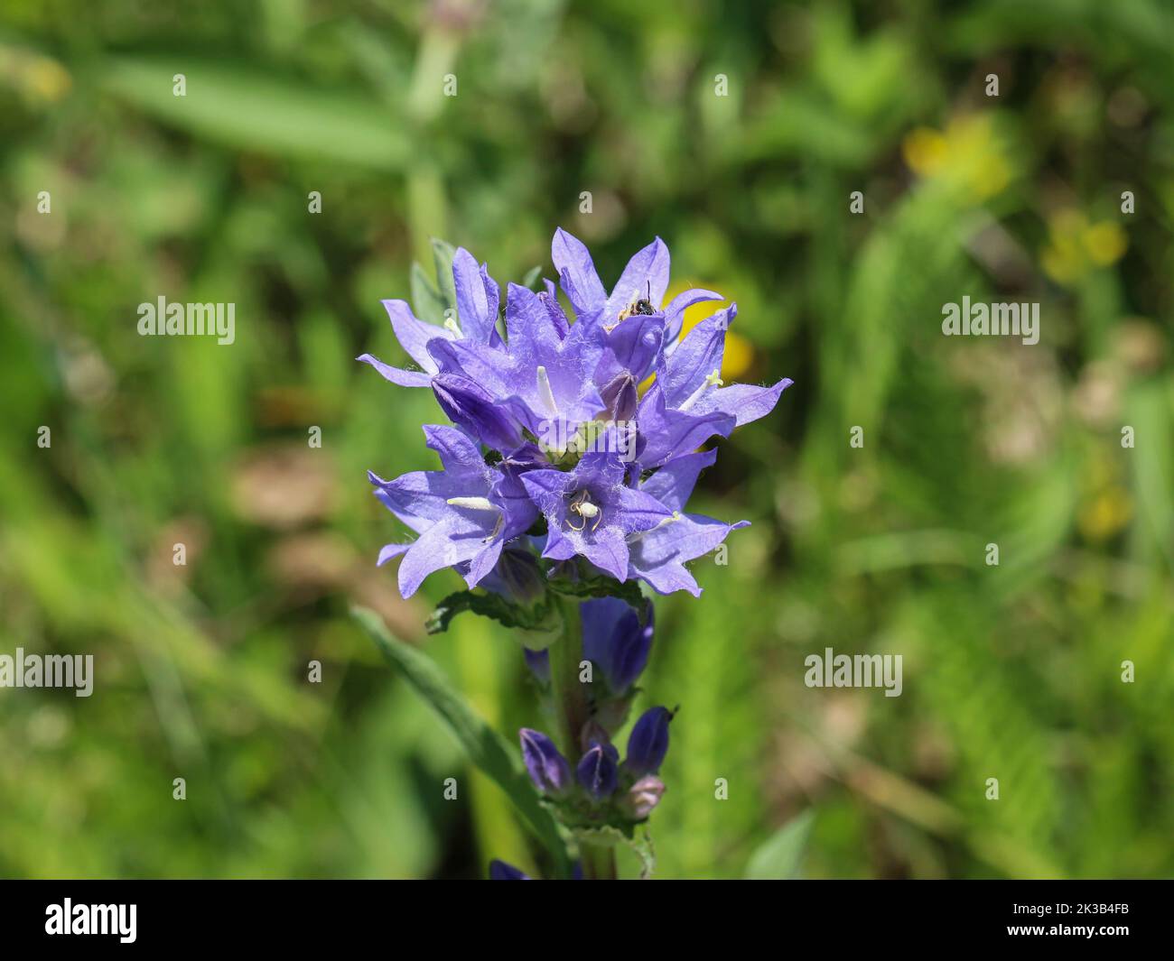 Violet flowers of Campanula cervicaria at Mokra Gora (Tutin) in south western Serbia Stock Photo