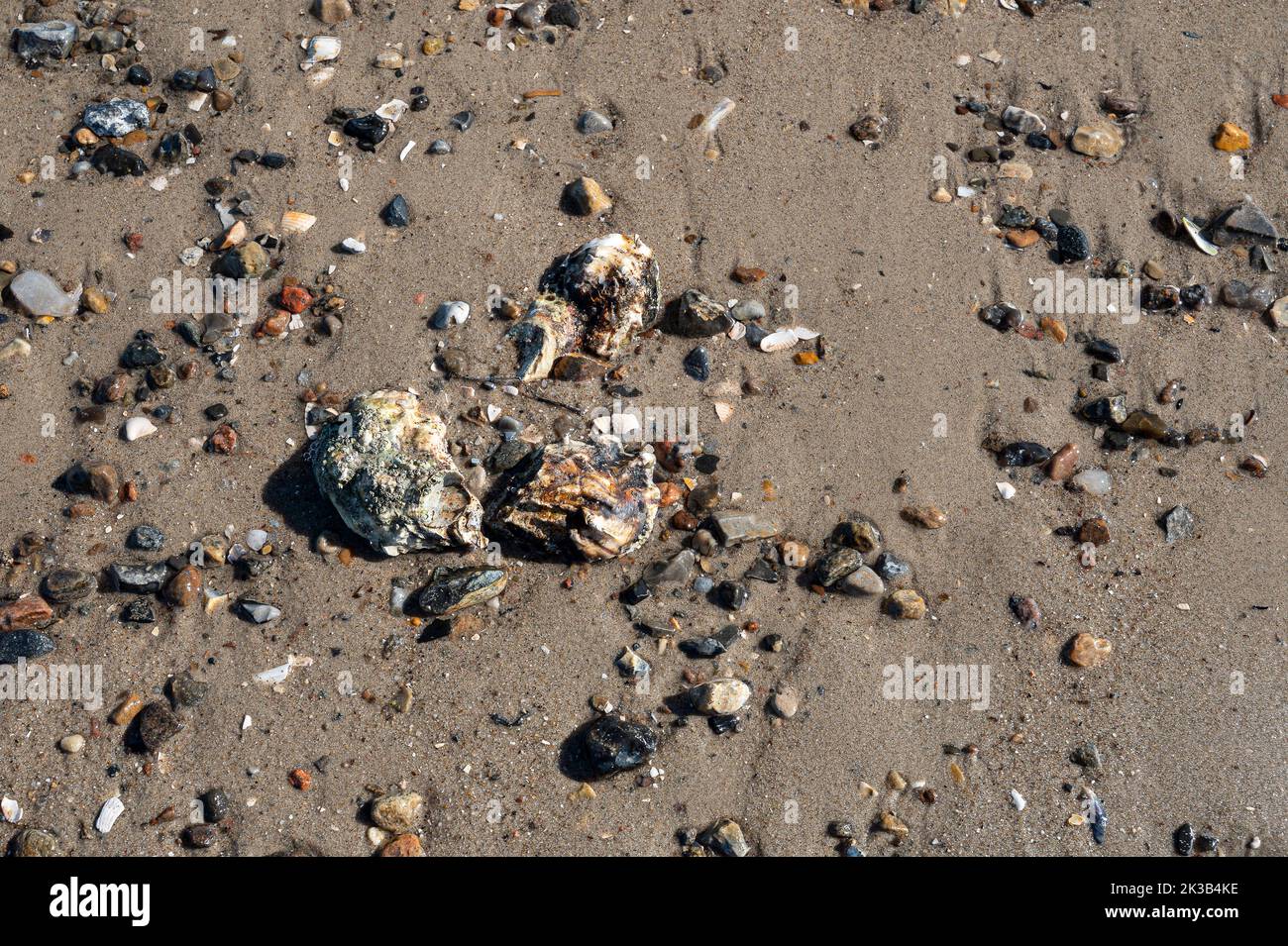 three oysters among the pebbles on a sandy beach at Rømø, Denmark, September 22, 2022 Stock Photo
