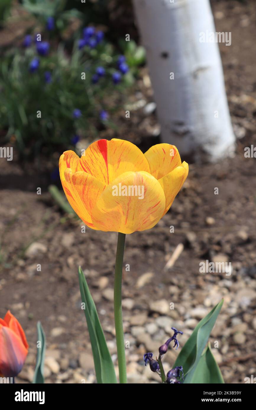 Tulip garden design hi-res stock photography and images - Alamy
