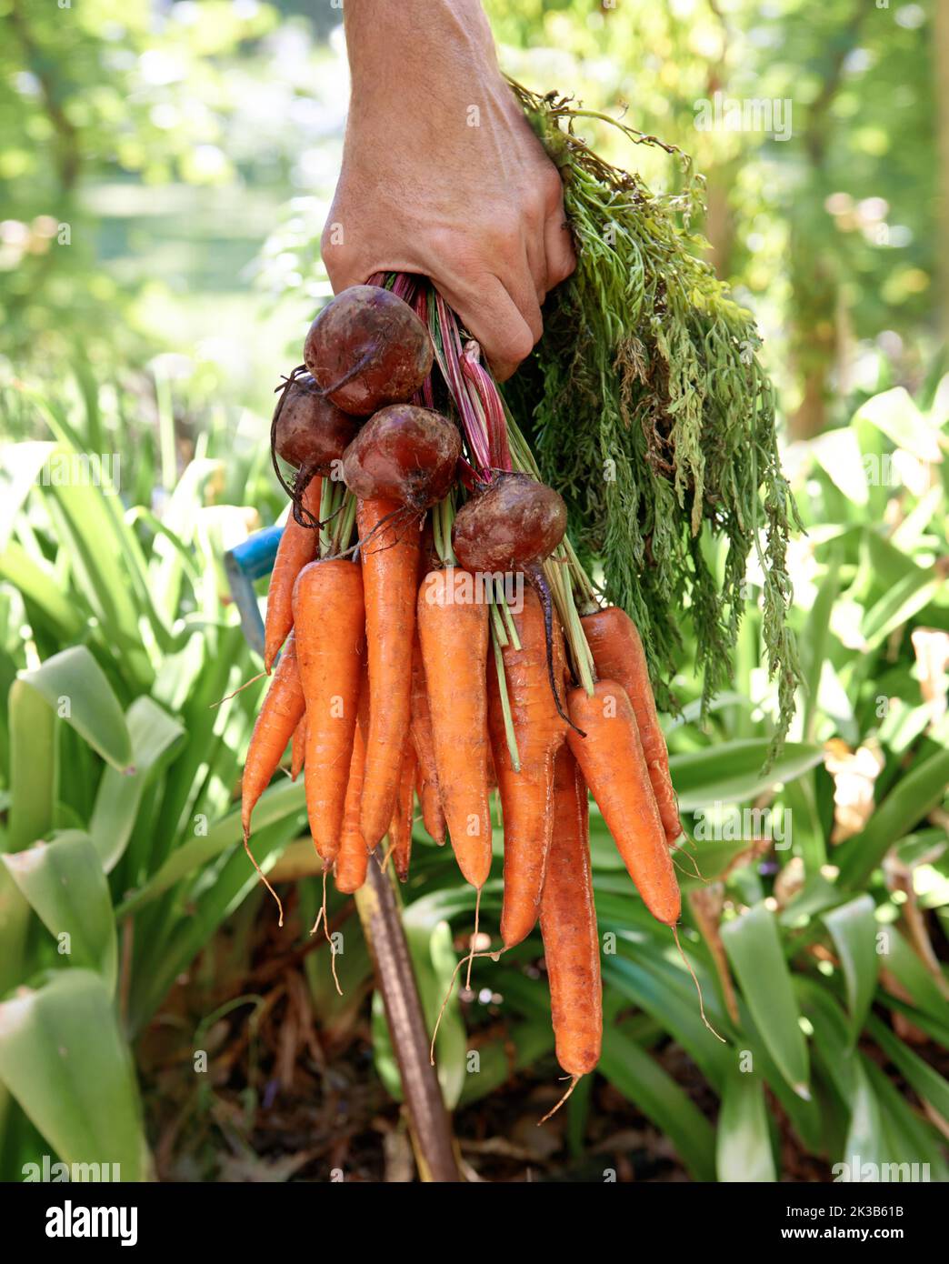 Carrots Not just for donkeys. A mature person holding fresh carrots and