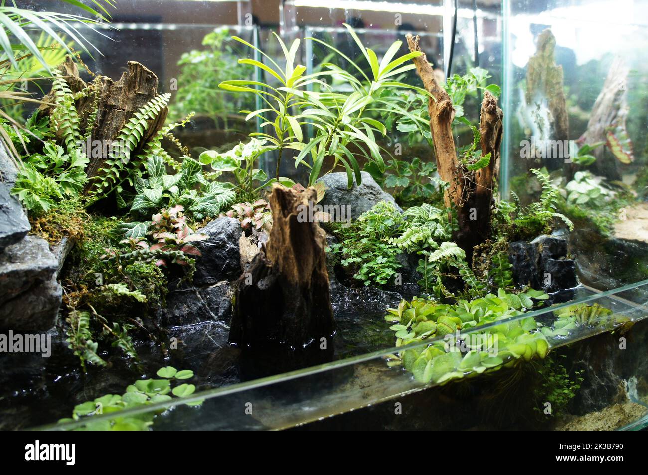 Når som helst Skyldfølelse modtagende A closeup of small plants, mosses and algae are arranged inside the small  glass terrarium aquarium Stock Photo - Alamy