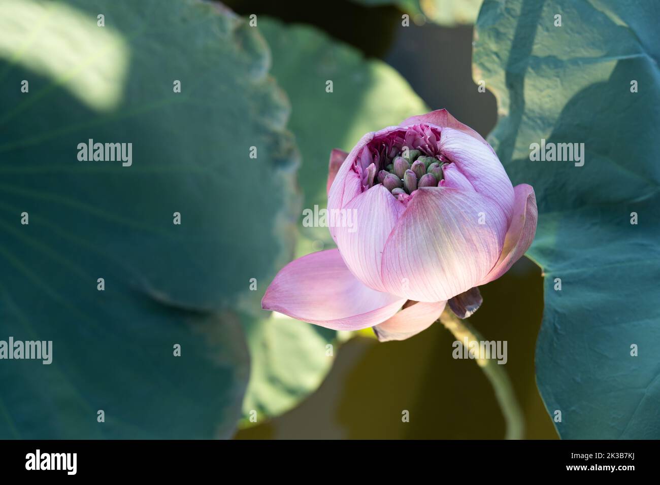 lotus flower in a pond Stock Photo