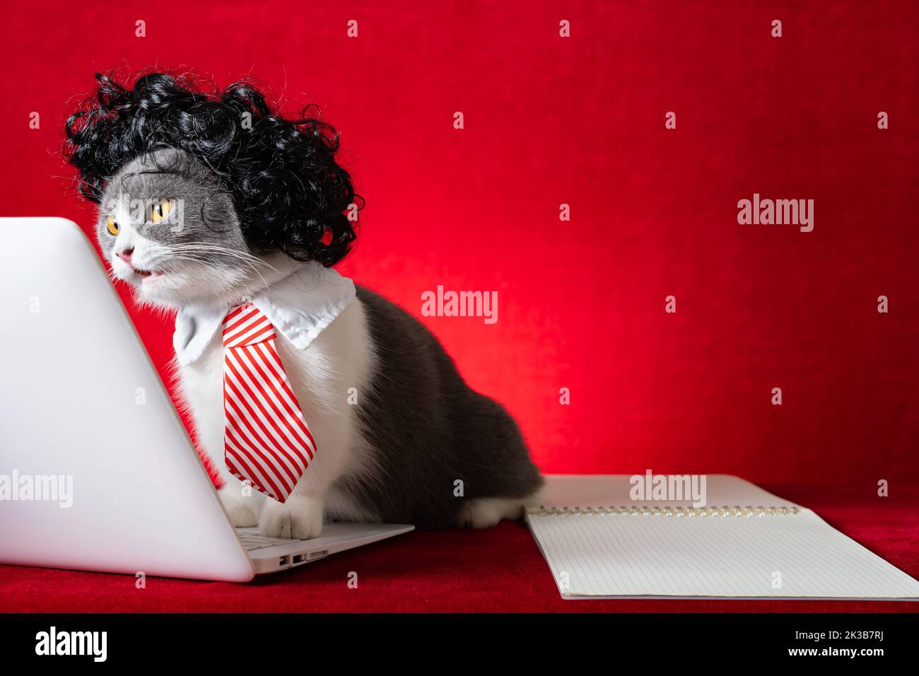british shorthair cat with wig and tie like a business lady and working with a laptop with surperised expression Stock Photo