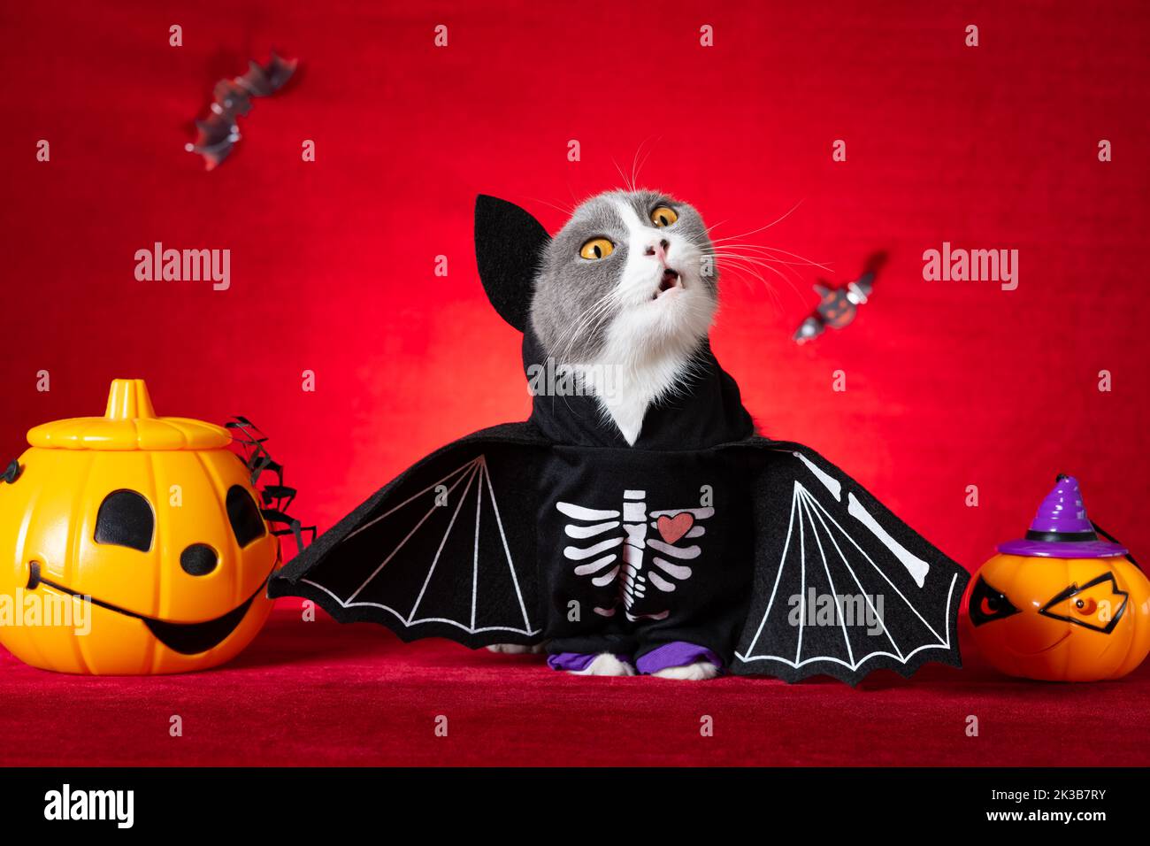cute british shorthair cat wears Halloween skeleton dress with jack-o-lanterns nearby Stock Photo