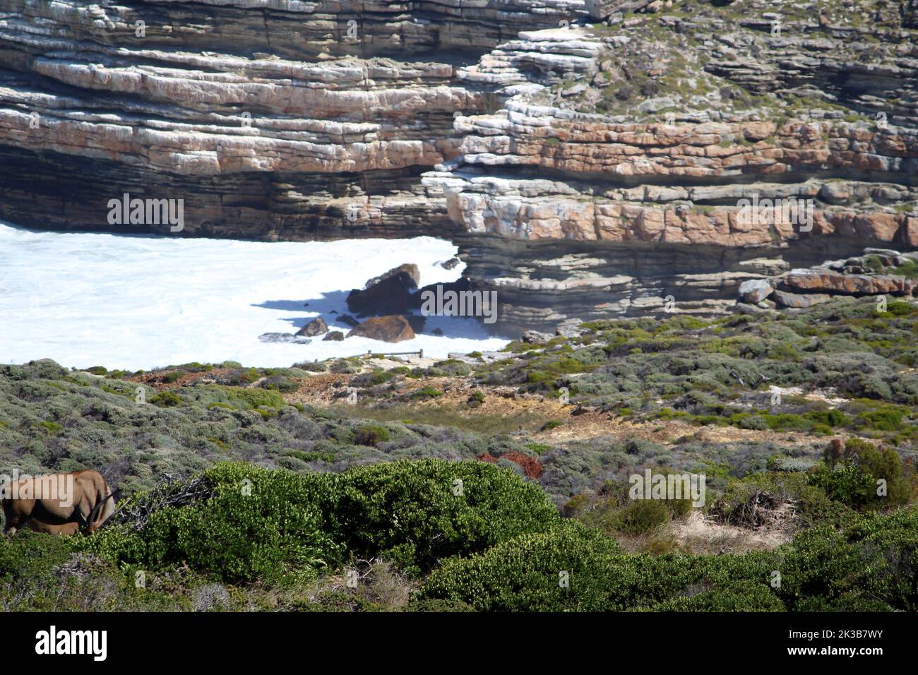 Common eland (Taurotragus oryx) grazing by the sea : (pix SShukla) Stock Photo