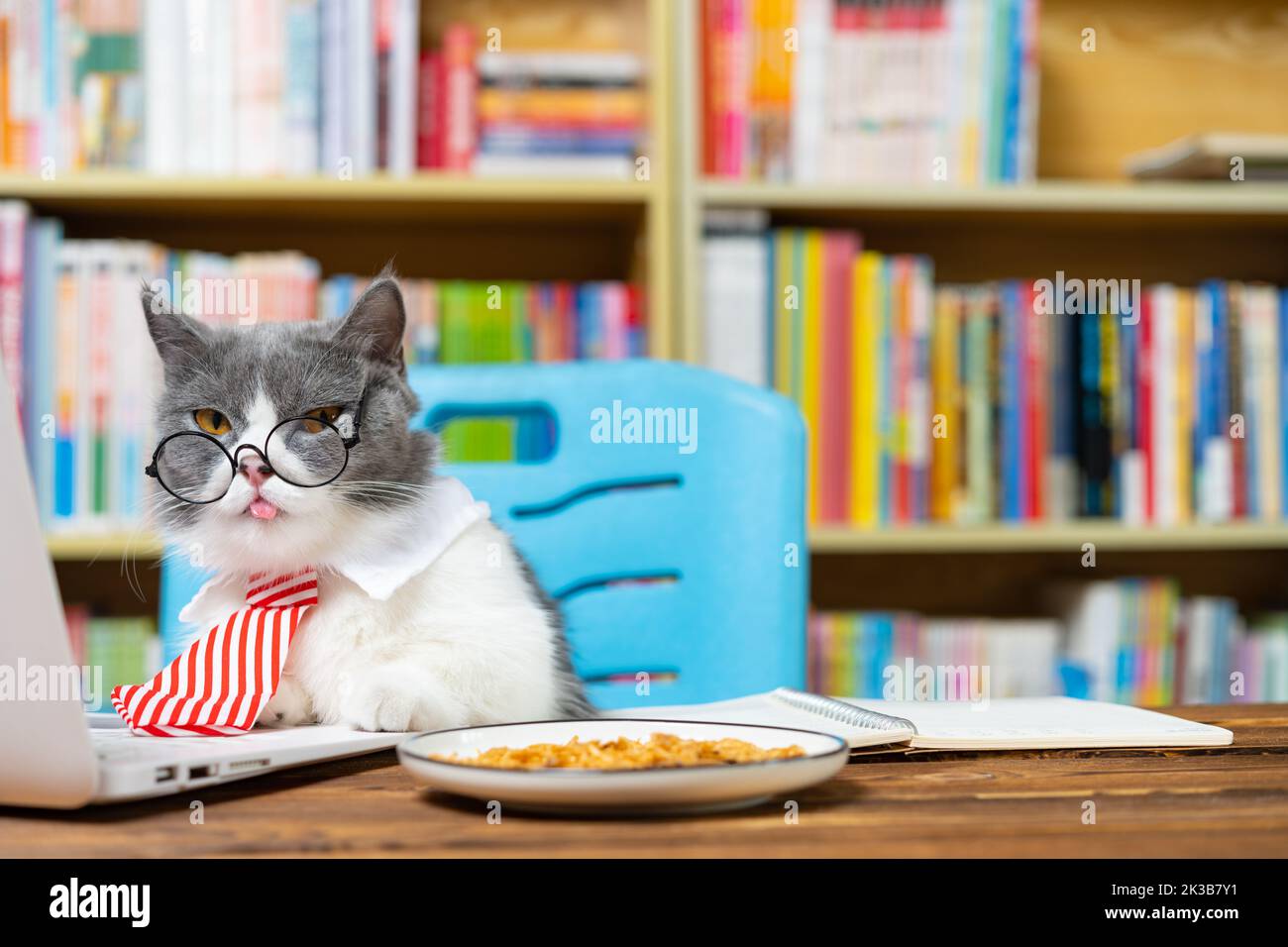 cute british shorthair cat with business tie in front of a laptop and looking at the camera Stock Photo