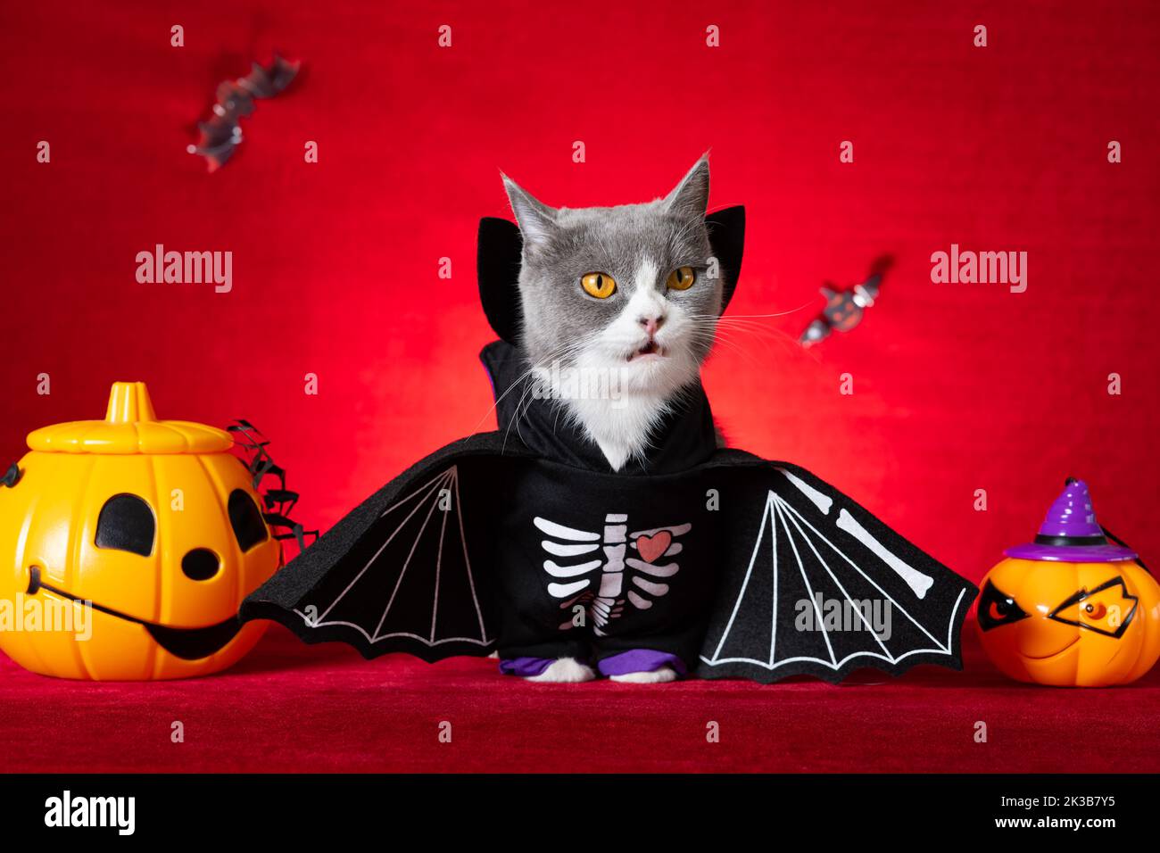 cute british shorthair cat wears Halloween skeleton dress with jack-o-lanterns nearby Stock Photo