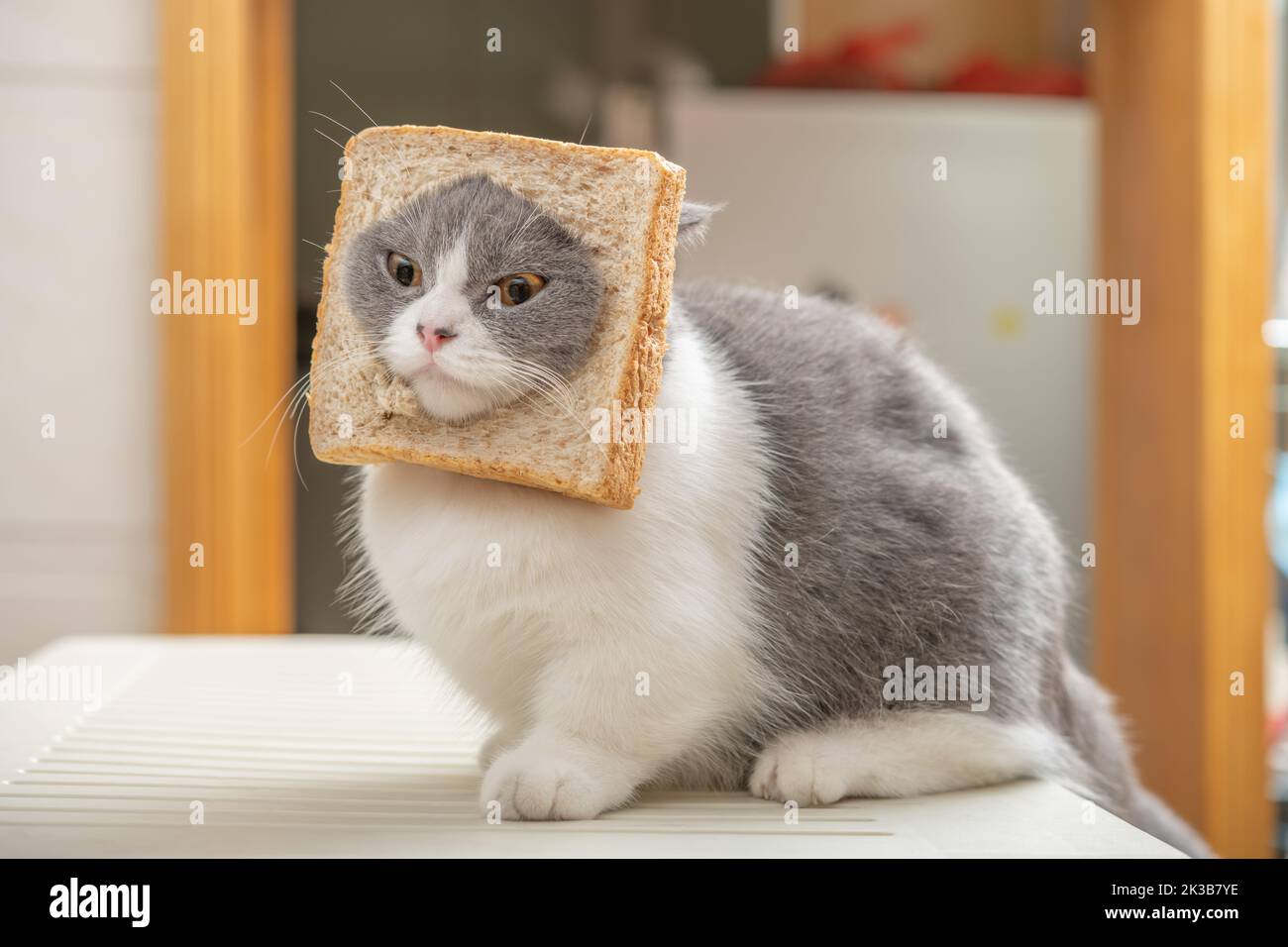 cut british shorthair cat with slice of bread on the head in a living room Stock Photo