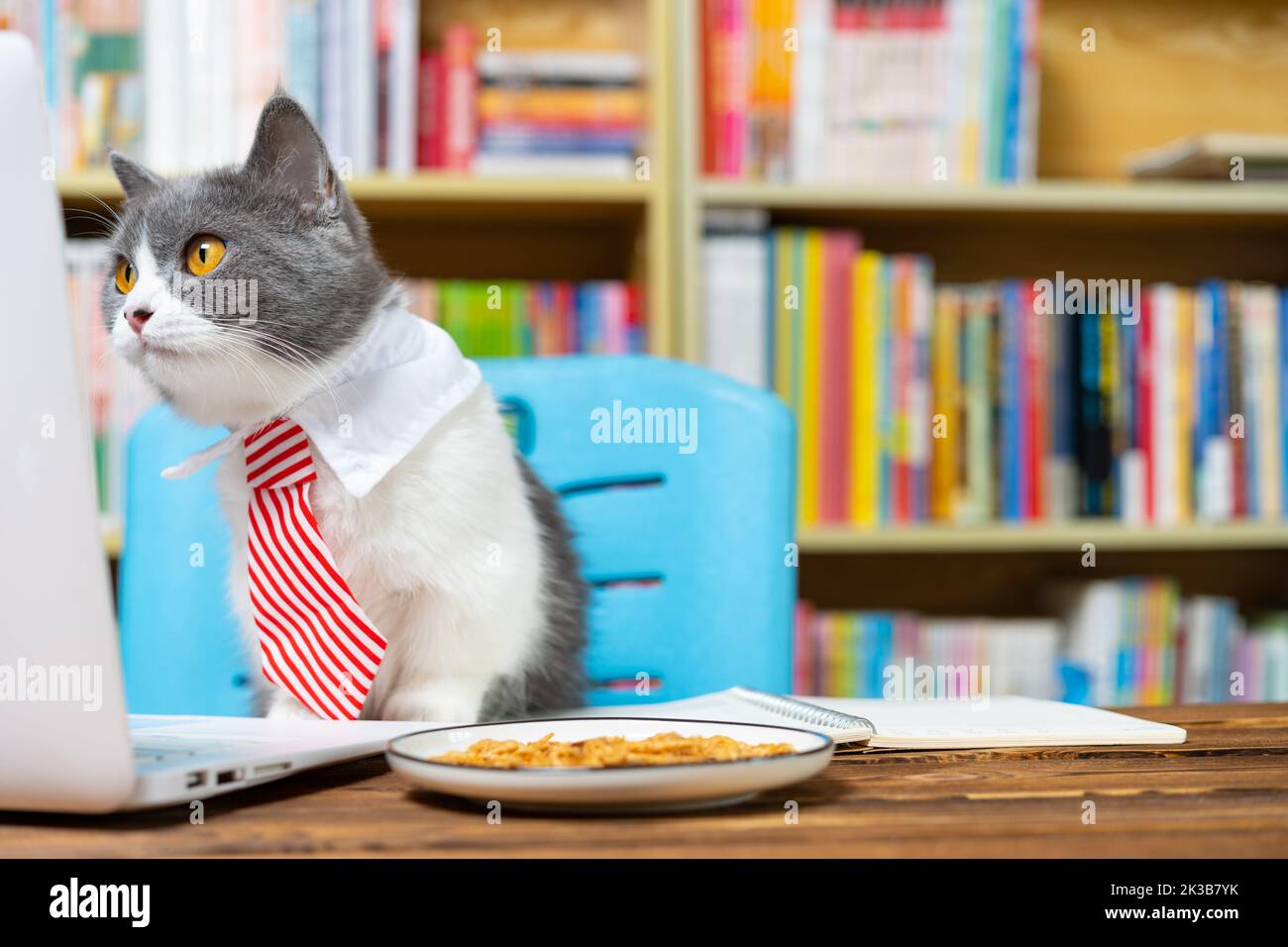 cute british shorthair cat with business tie and working with a laptop on a table Stock Photo
