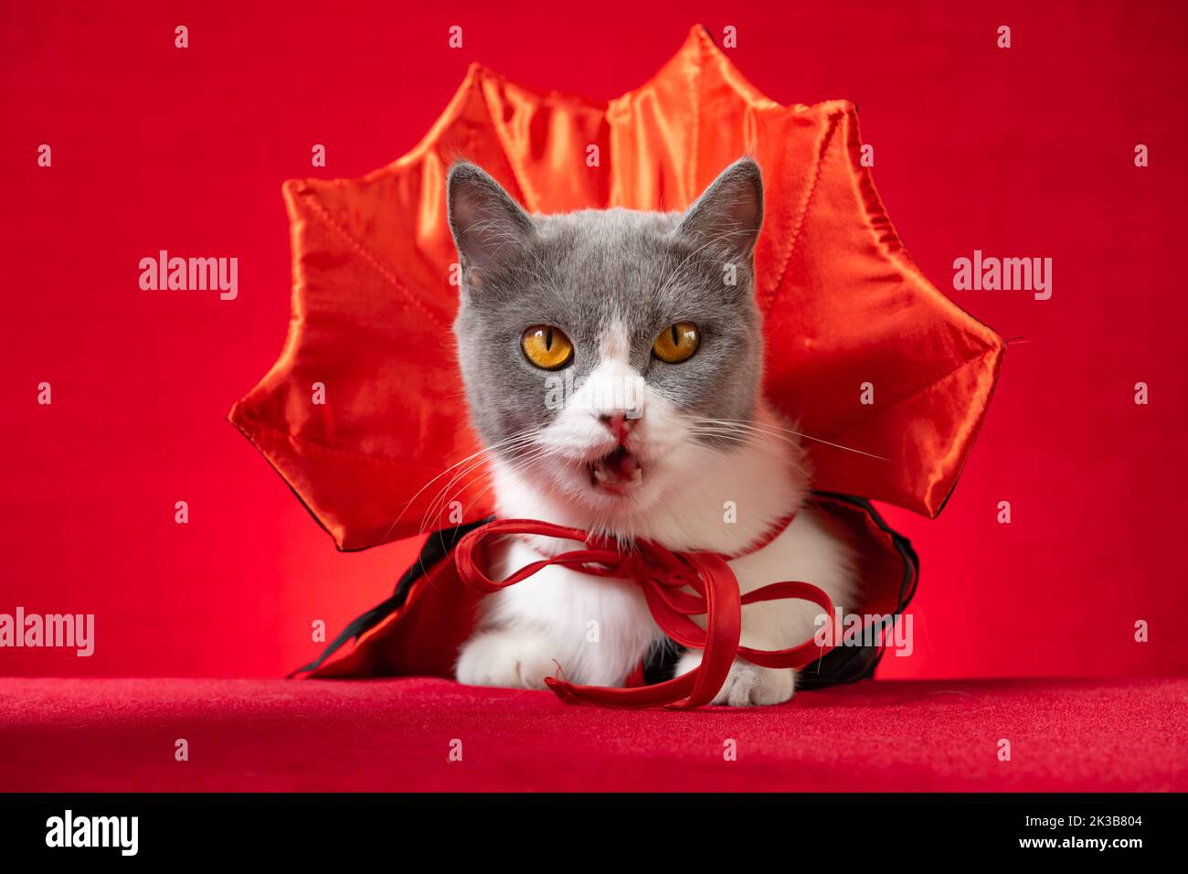 cute british shorthair cat with witch cloak as Halloween character Stock Photo