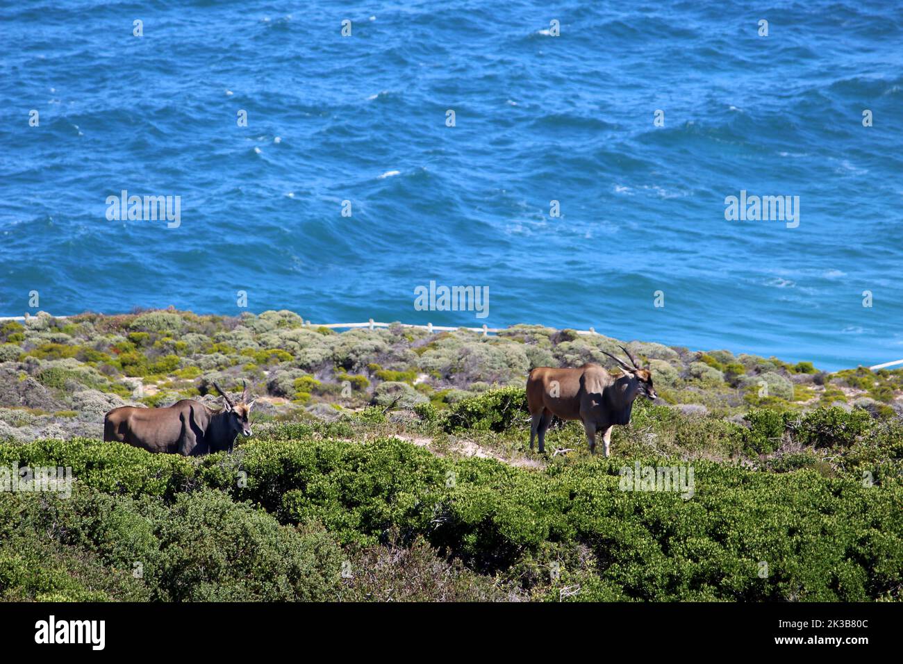 Common eland (Taurotragus oryx) grazing by the sea : (pix SShukla) Stock Photo